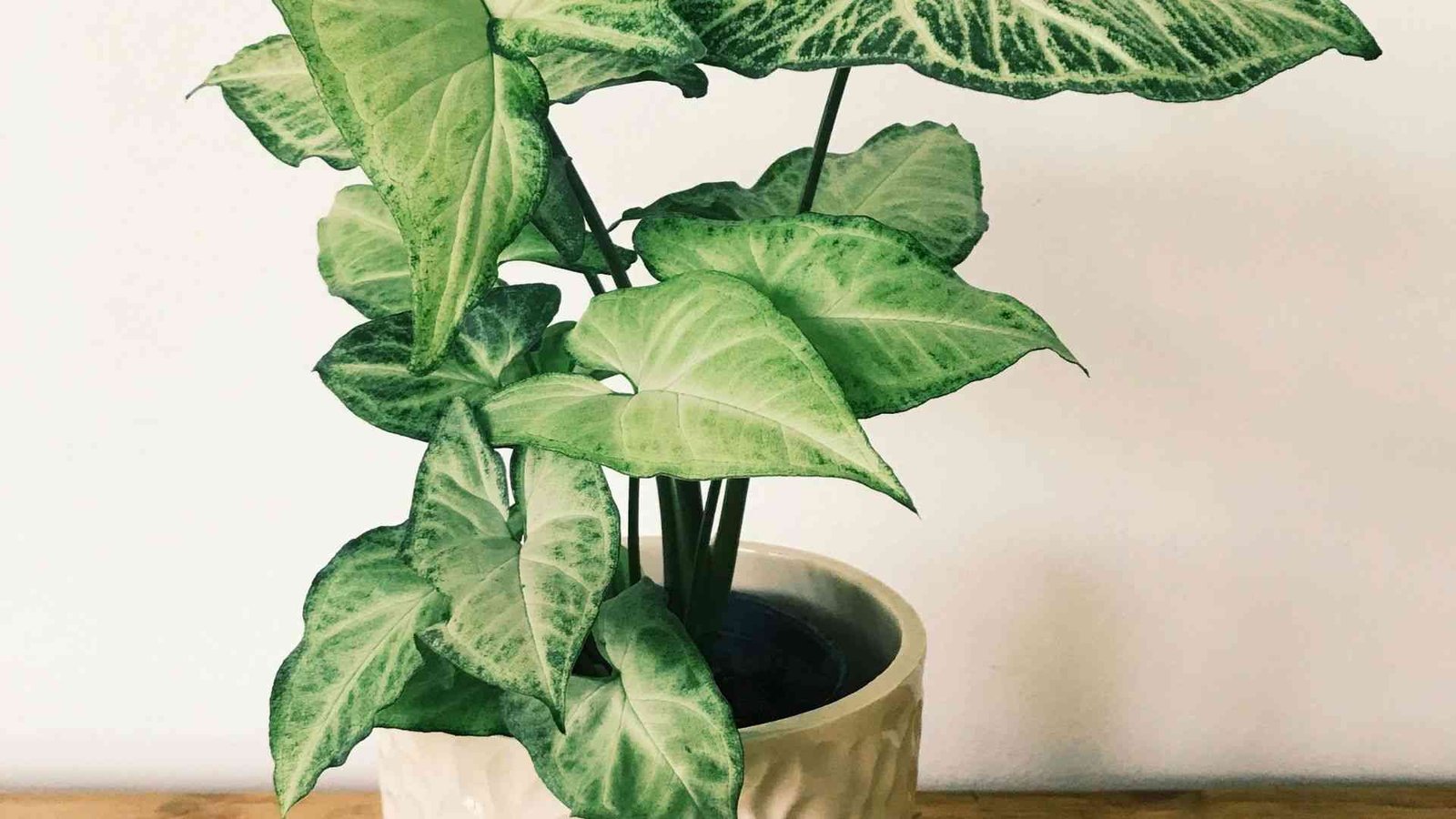 Terms and Conditions