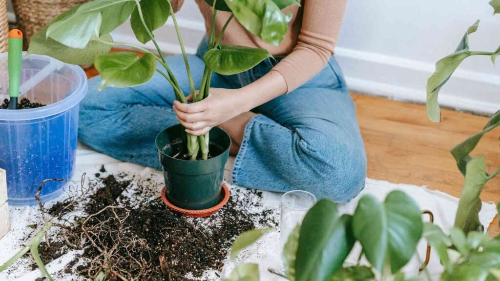 Affiliate Disclosure