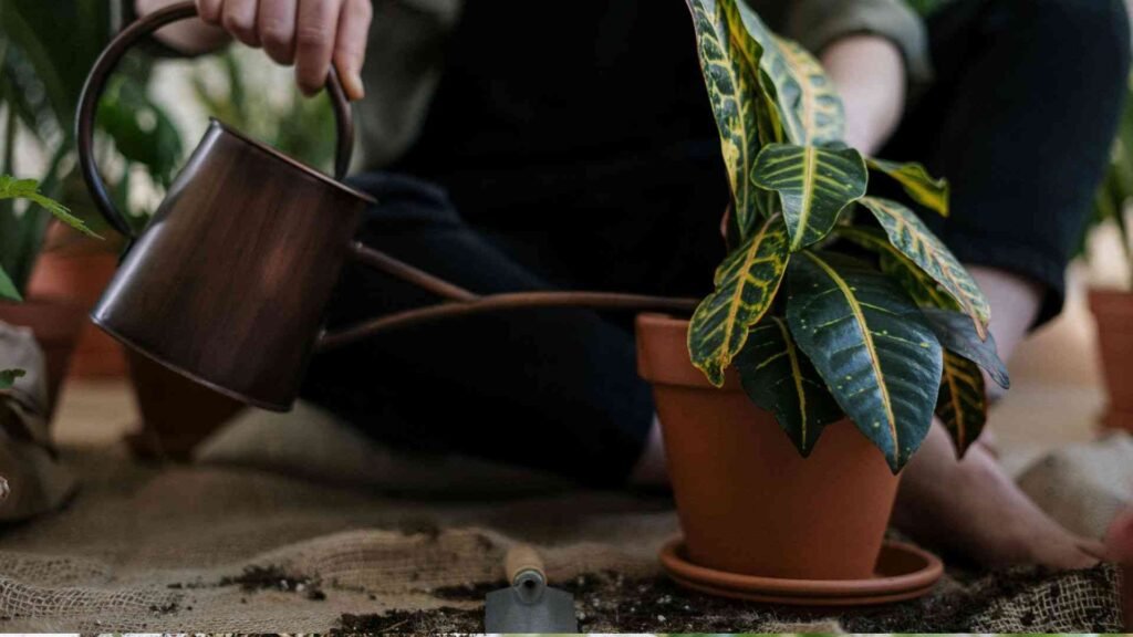 Affiliate Disclosure