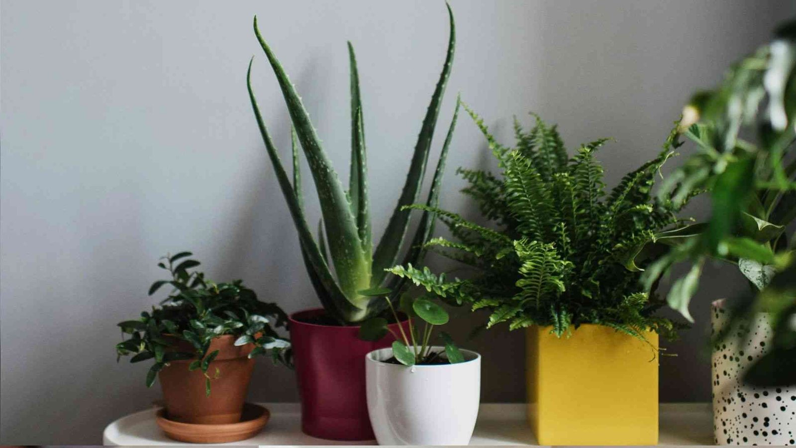 Indoor Plant Setup for Beginners