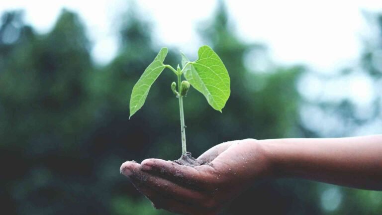 What Is Potting Soil