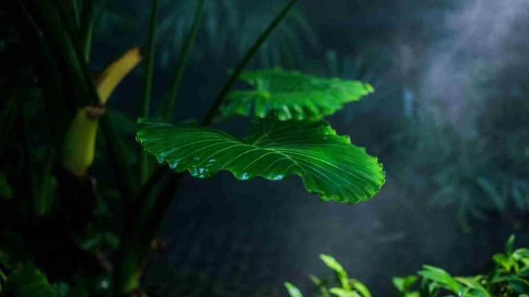 Do Plants Need Darkness