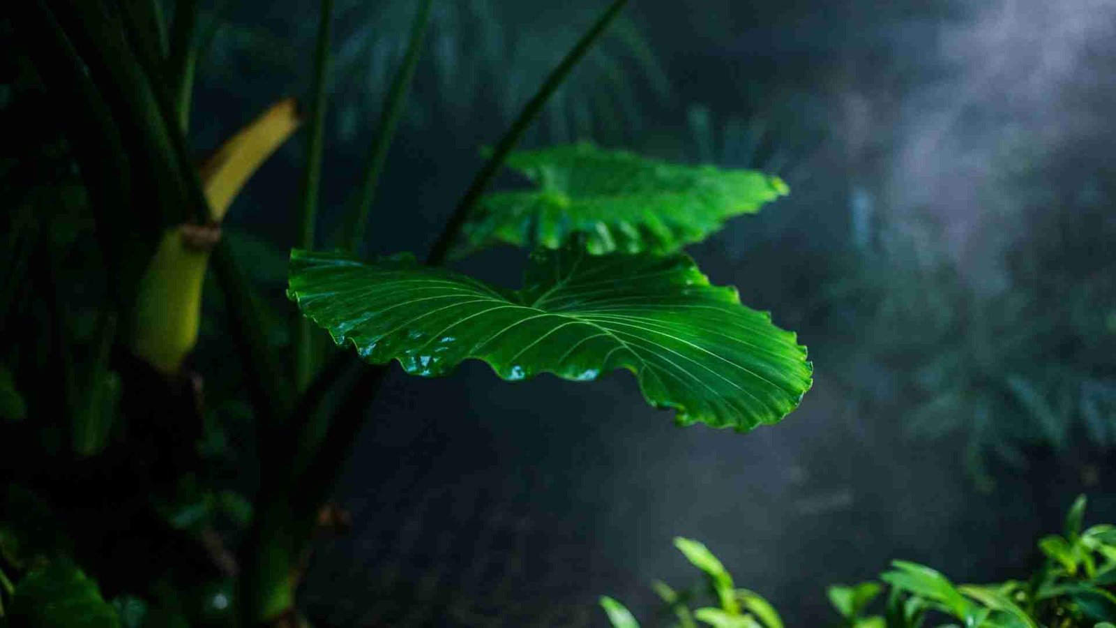 Do Plants Need Darkness