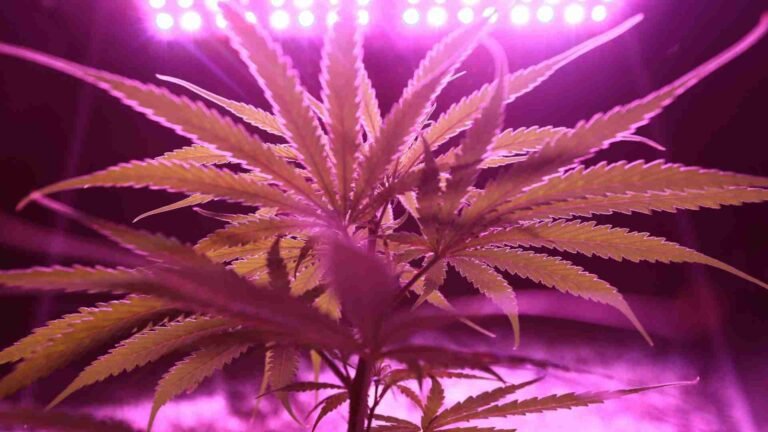 COB vs SMD LED Grow Lights