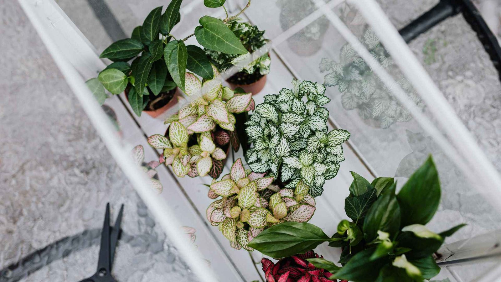 Grow Bags vs Traditional Pots