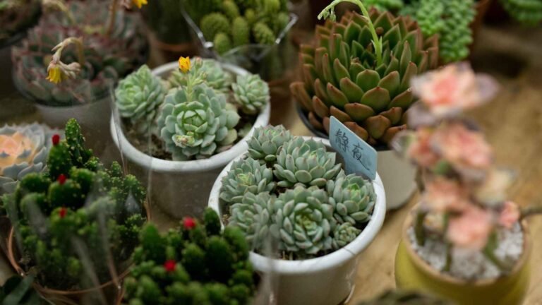 What Are Plant Pots and Planters