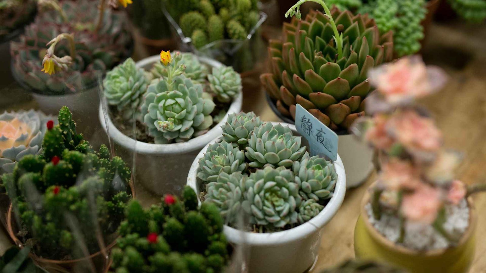 What Are Plant Pots and Planters