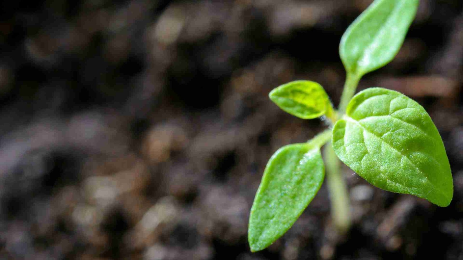 Best Soil for Outdoor Containers