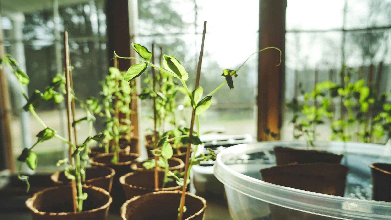 Best Grow Lights for Herbs Indoors