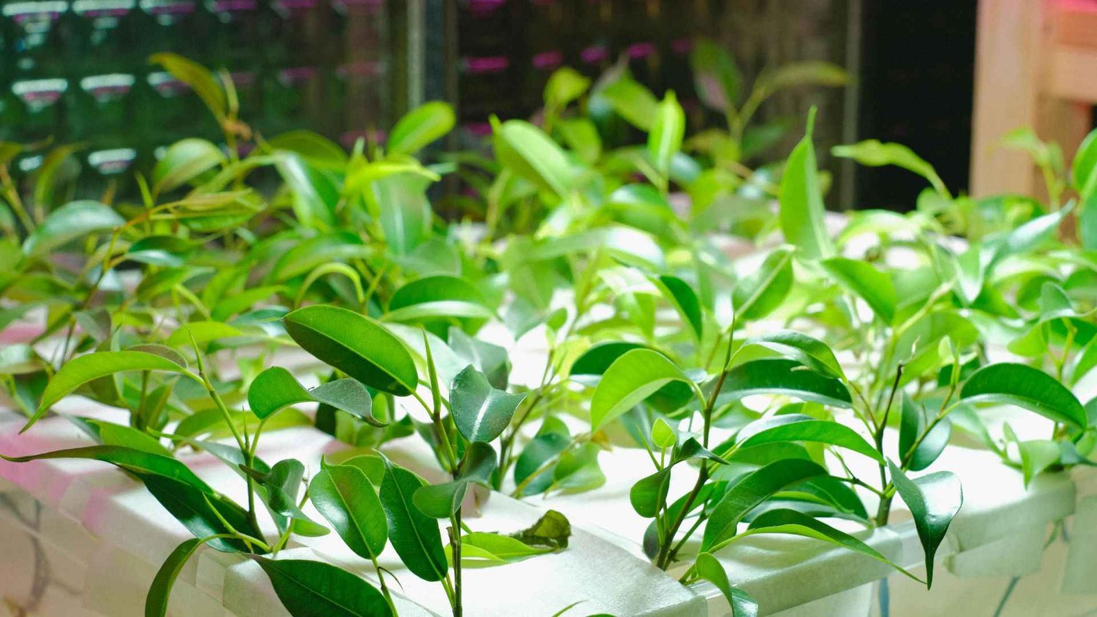 LED Grow Light Wattage for Indoor Plants