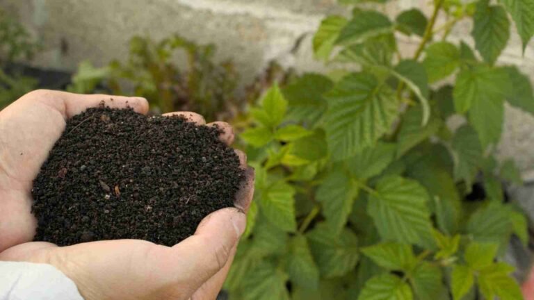 Liquid vs Granular Fertilizer