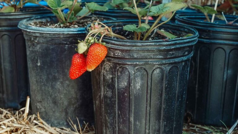 Different Types of Plant Pots