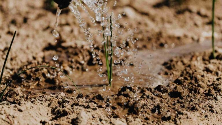 Potting Soil vs Garden Soil