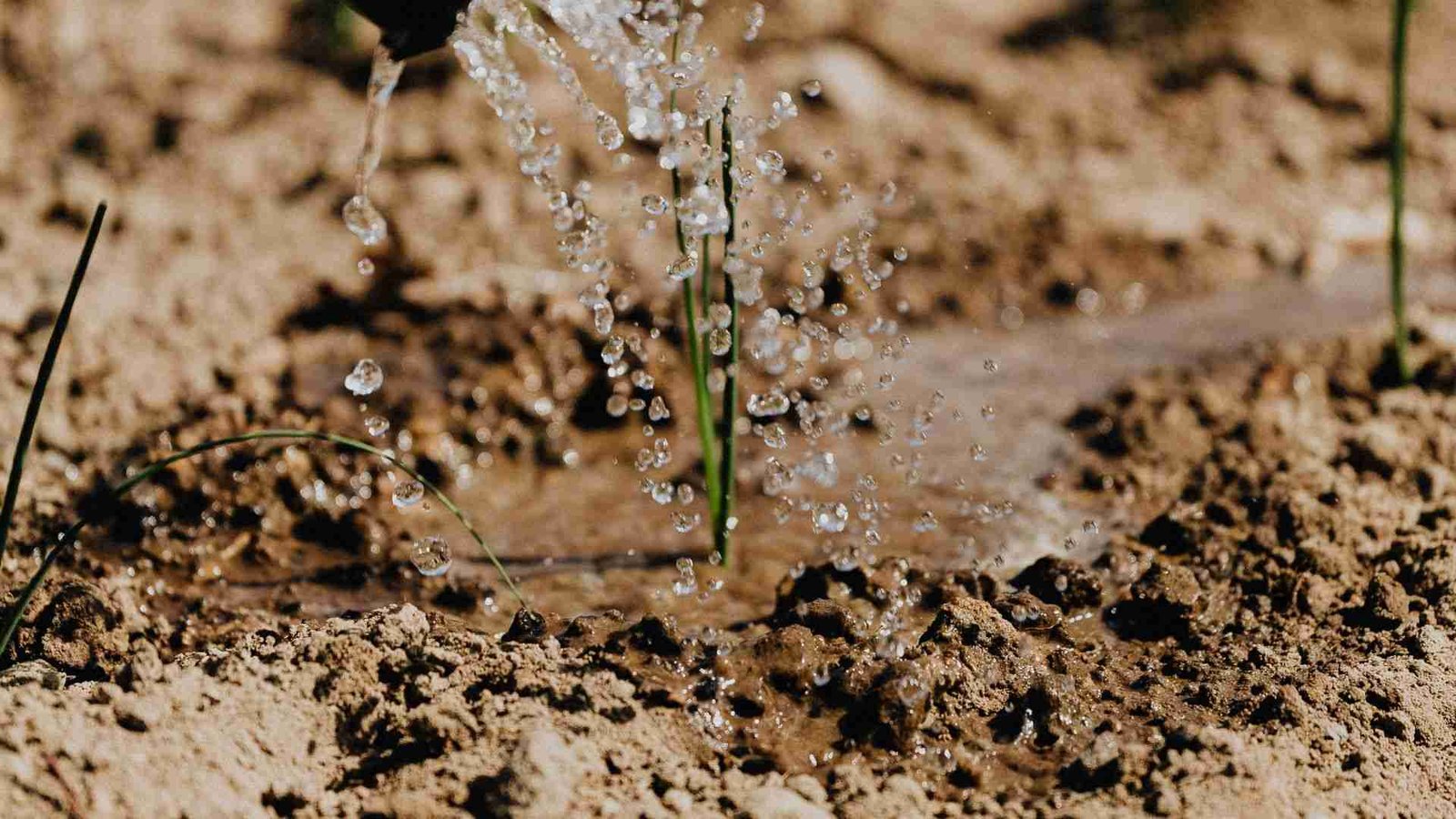 Potting Soil vs Garden Soil