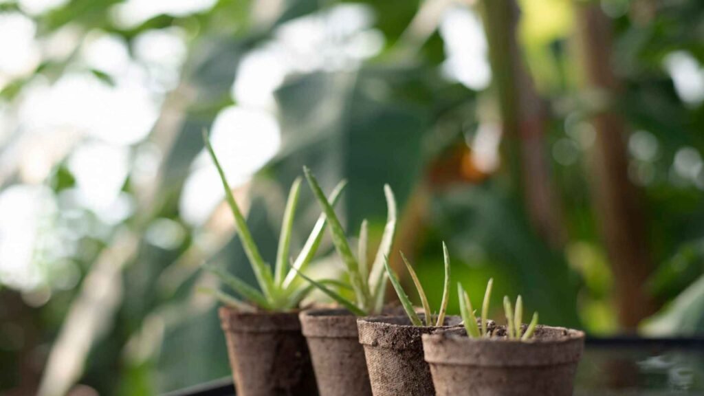 Best Soil Mix for Indoor Plants