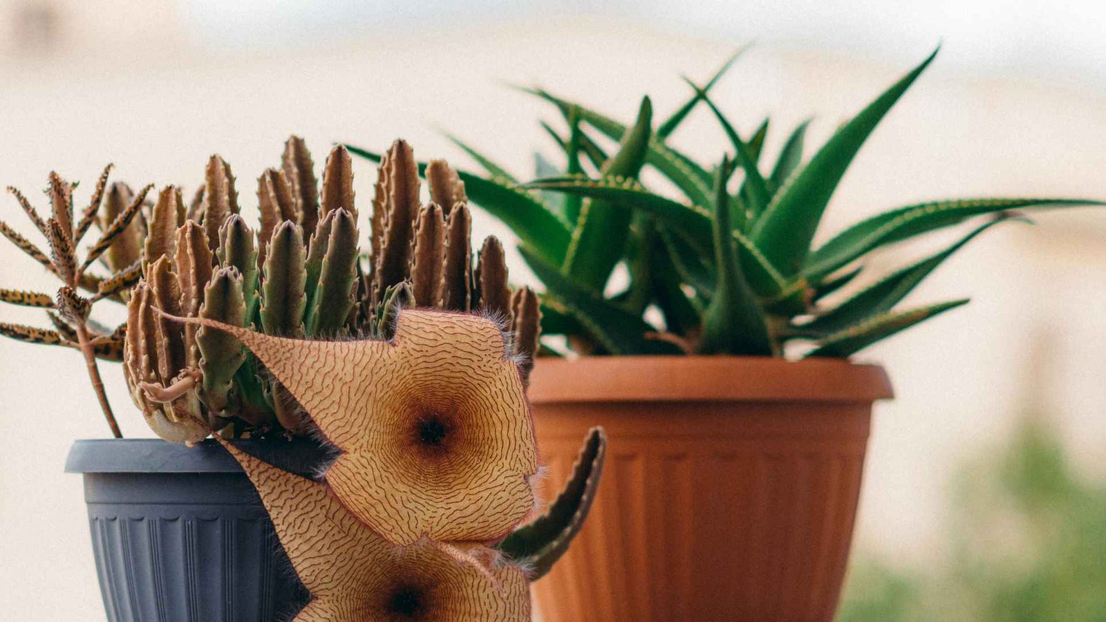 Ceramic Pots vs Terracotta Pots