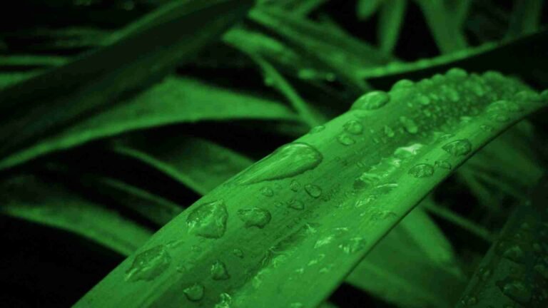 Plant Humidity
