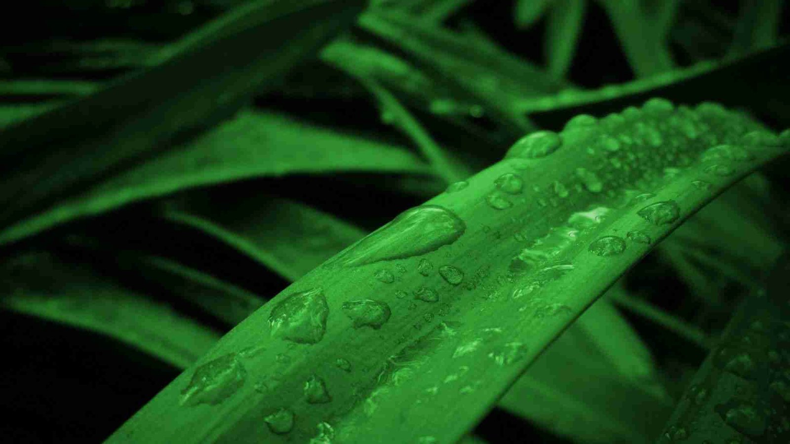 Plant Humidity