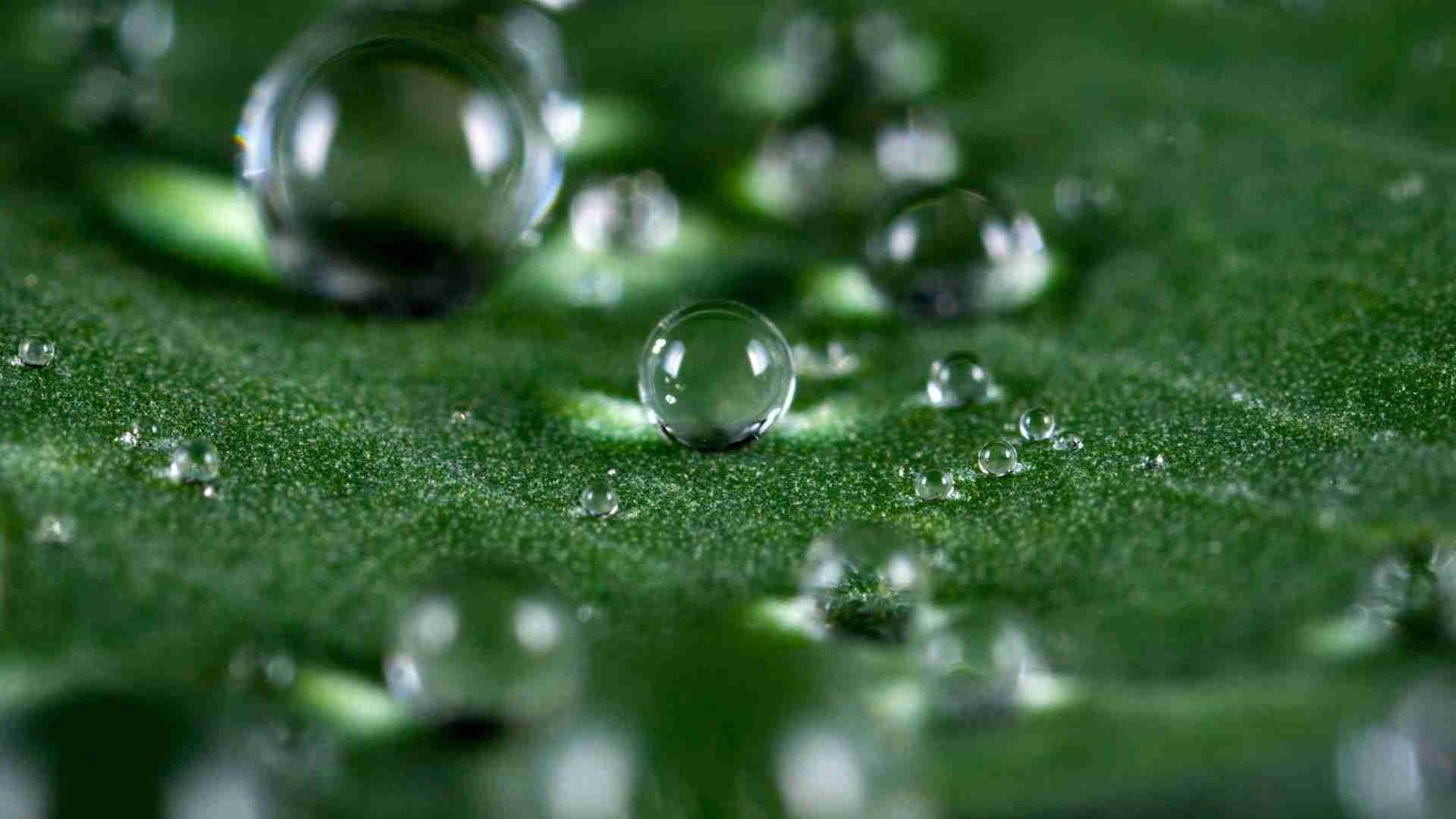 Self-Watering Pots vs Regular Pots