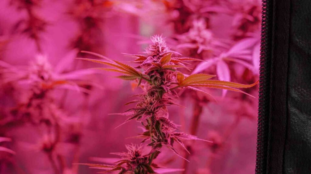 PAR in Grow Lights
