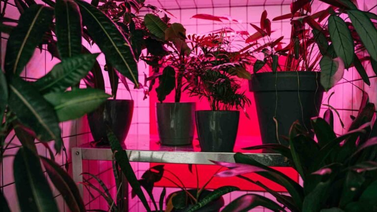 Blue Light vs Red Light for Plants