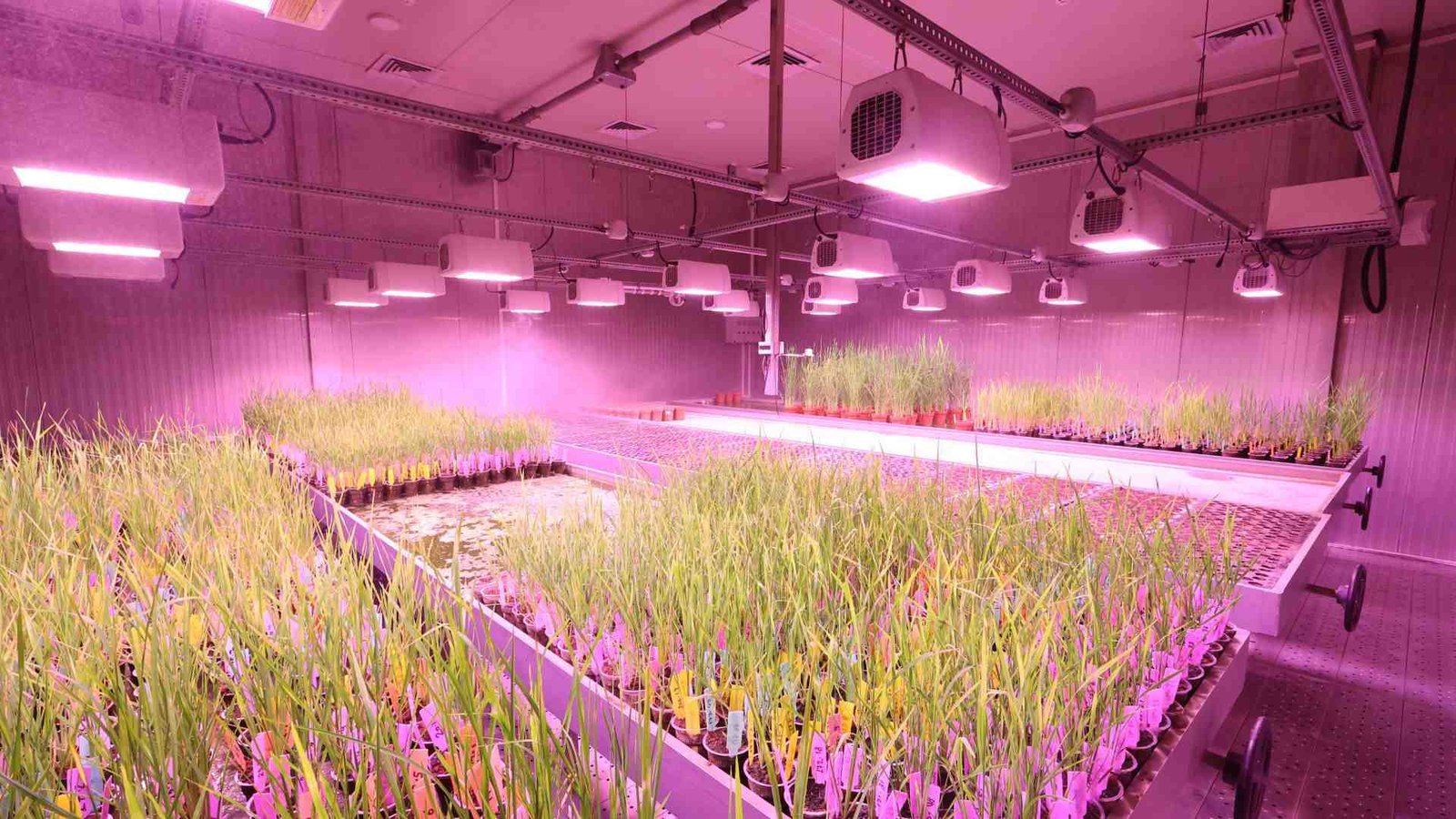 What Is DLI for Indoor Plants